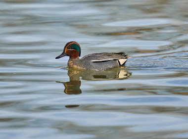 Avrasya yeşil kanatlı deniz mavisi erkek, nehirde yüzüyor.