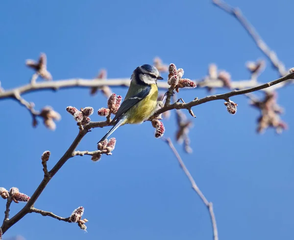 Blue tit bird feeding on fresh tree buds in the spring