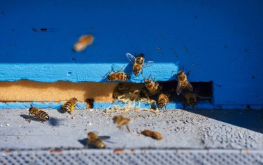 Bahar geldi, arılar kovanların etrafını sarmaya başladı.