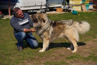 Kafkas çoban köpeği olan bir adam arka bahçede oynuyordu.