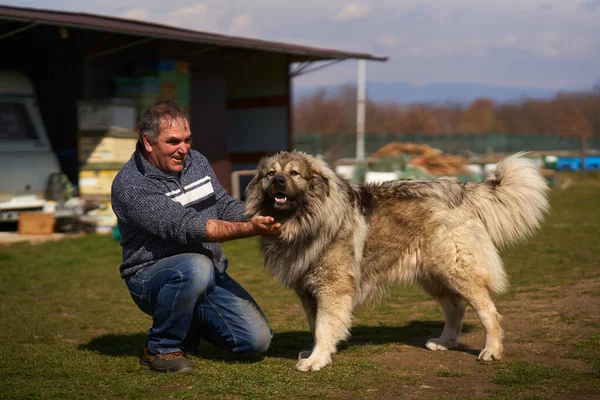 Homem Com Grande Cão Guarda Pastor Caucasiano Brincando Quintal — Fotografia de Stock