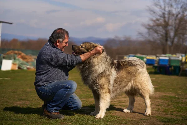 Man Large Caucasian Shepherd Guard Dog Playing Backyard — Stock Photo, Image
