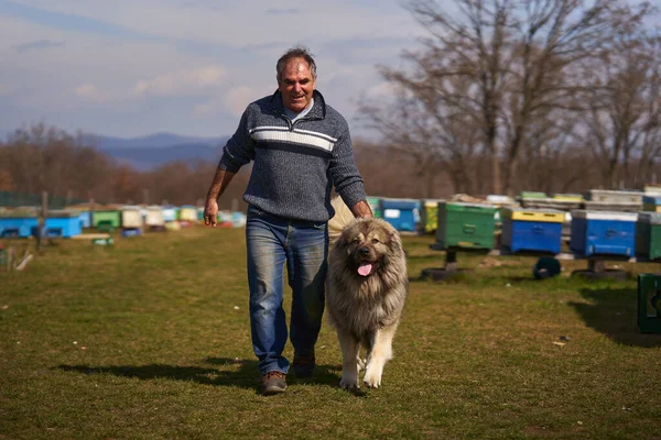 Kafkas Çoban Köpeği Olan Bir Adam Arka Bahçede Oynuyordu — Stok fotoğraf