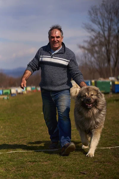 裏庭で遊んでいる大規模な白人羊飼いの犬を持つ男 — ストック写真