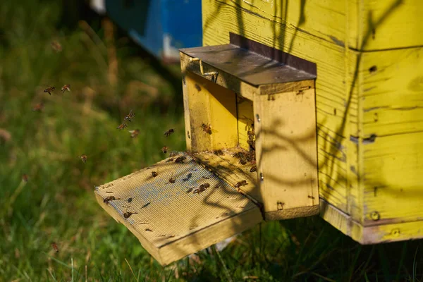 Der Frühling Ist Die Bienen Schwärmen Und Die Bienenstöcke Herum — Stockfoto
