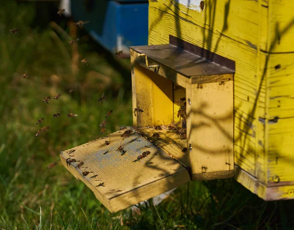 Bahar Geldi Arılar Kovanların Etrafını Sarmaya Başladı — Stok fotoğraf