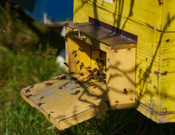 Bahar Geldi Arılar Kovanların Etrafını Sarmaya Başladı — Stok fotoğraf