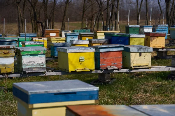 Der Frühling Ist Die Bienen Schwärmen Und Die Bienenstöcke Herum — Stockfoto