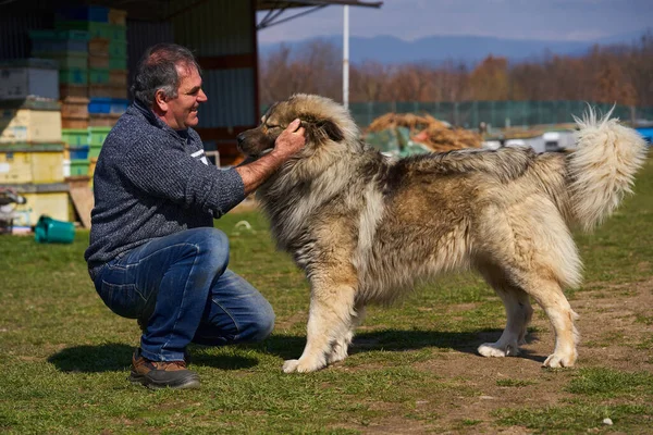 Homem Com Grande Cão Guarda Pastor Caucasiano Brincando Quintal — Fotografia de Stock