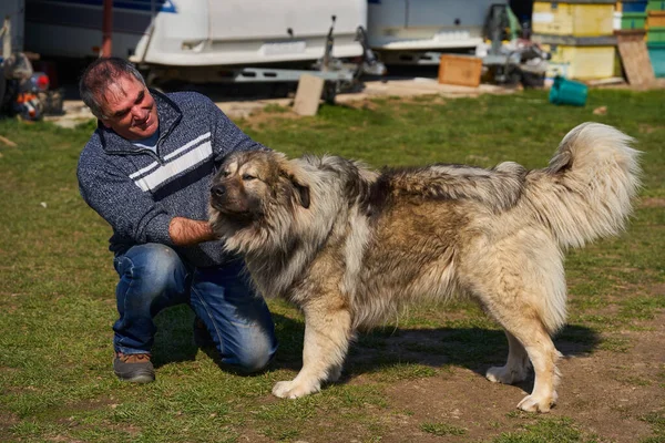Kafkas Çoban Köpeği Olan Bir Adam Arka Bahçede Oynuyordu — Stok fotoğraf