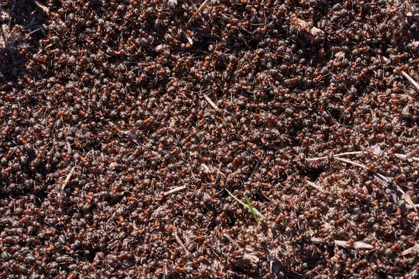 Siyah Kırmızı Karıncalar Swarming Yuvası Closeup — Stok fotoğraf