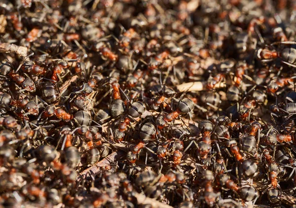 Pendekatan Sarang Semut Hitam Merah Yang Berkerumun — Stok Foto