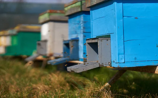 Lente Aangebroken Bijen Beginnen Rond Korven Zwermen — Stockfoto