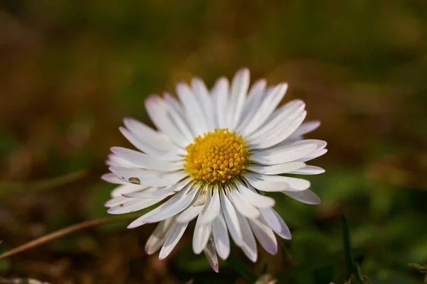 Macro Scentless Mayweed Flower Blurred Background — Stock Photo, Image
