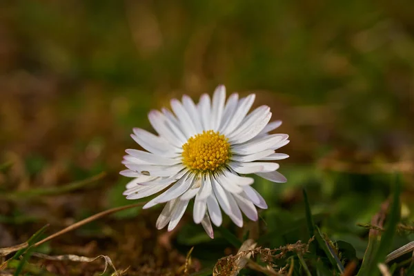 Makro Bezwonny Mayweed Kwiat Tło Zamazane Pole — Zdjęcie stockowe