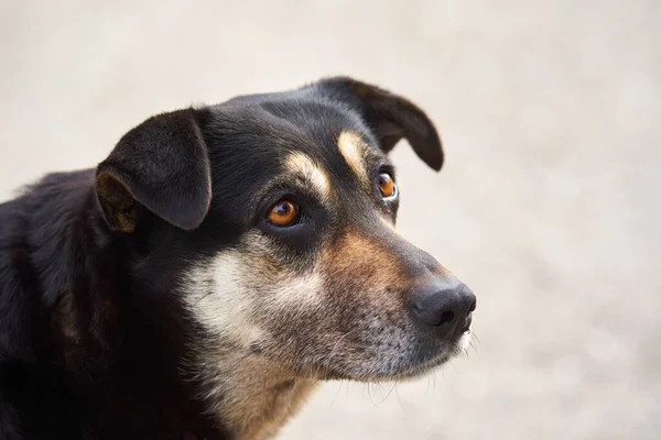 Крупним Планом Портрет Бродячого Собаки Гравійній Дорозі — стокове фото