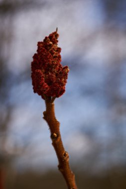 Bir daldaki süs ağacı tomurcuğunun makrosu