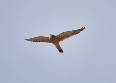 Falco Tinnunculus, gökyüzüne karşı uçuyor.