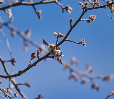 Blue tit, Parus caeruleus, feeding on spring buds on a tree, against blue sky