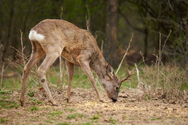 Roebuck, Capreolus Capreolus, ilkbaharın başlarında ormanda tek başına.