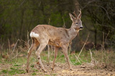 Roebuck, Capreolus Capreolus, ilkbaharın başlarında ormanda tek başına.