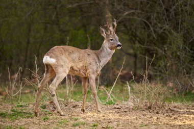 Roebuck, Capreolus Capreolus, ilkbaharın başlarında ormanda tek başına.