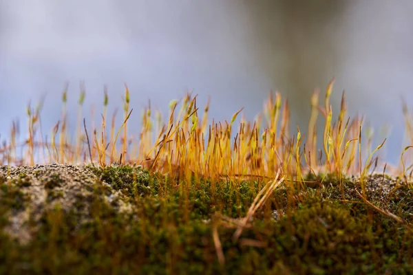 Крупный План Небольшой Травы Зеленом Мху Размытый Фон — стоковое фото