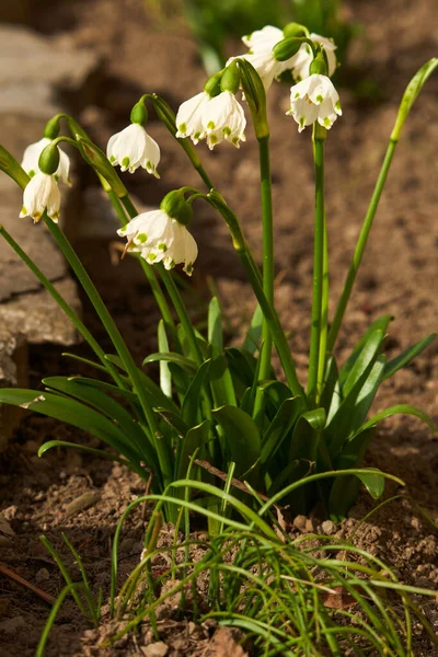 Весняні Квіти Снігу Саду Крупним Планом — стокове фото