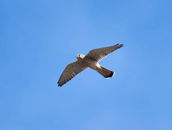 Κοινό Kestrel Falco Tinnunculus Πτήση Κατά Του Ουρανού — Φωτογραφία Αρχείου