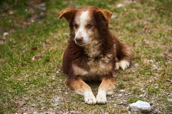 Nahaufnahme Porträt Eines Streunenden Hundes Auf Einer Schotterstraße — Stockfoto
