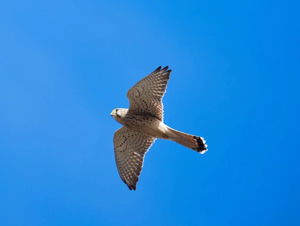 Обыкновенный Пустельга Falco Tinnunculus Полете Против Неба — стоковое фото
