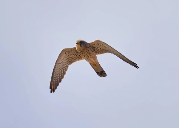 Обыкновенный Пустельга Falco Tinnunculus Полете Против Неба — стоковое фото