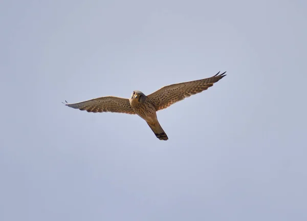 Vanlig Kestrel Falco Tinnunculus Flygning Mot Himlen — Stockfoto
