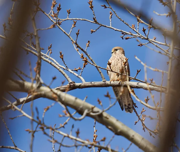 Vanlig Kestrel Falco Tinnunculus Uppflugen Ett Träd Med Blå Himmel — Stockfoto