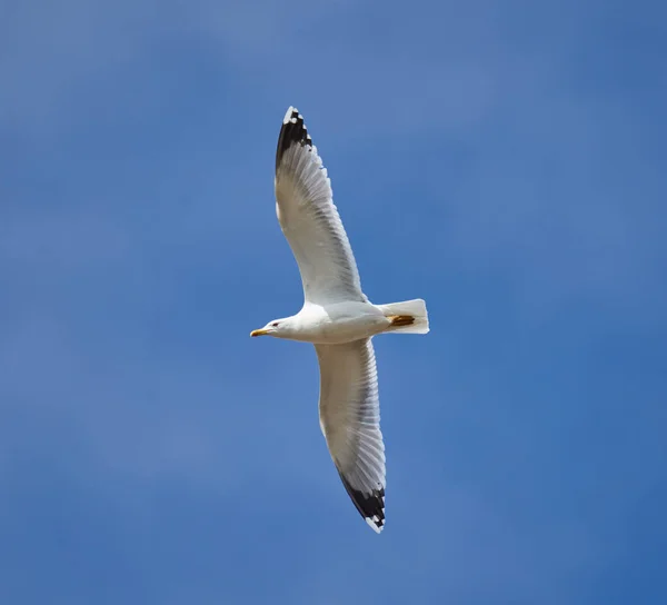 Seagull Gliding Flight Sky — Stock Photo, Image