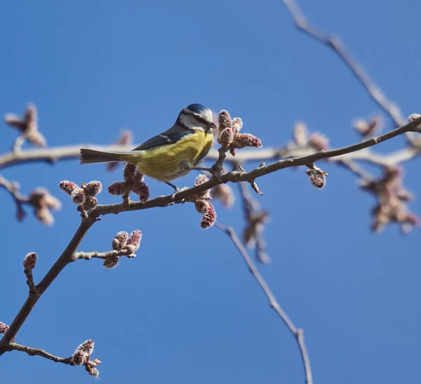 Blue Tit Parus Caeruleus Feeding Spring Buds Tree Blue Sky — Stockfoto