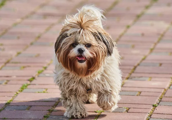 Een Oude Shih Tzu Huisdier Hond Een Steeg Het Park — Stockfoto