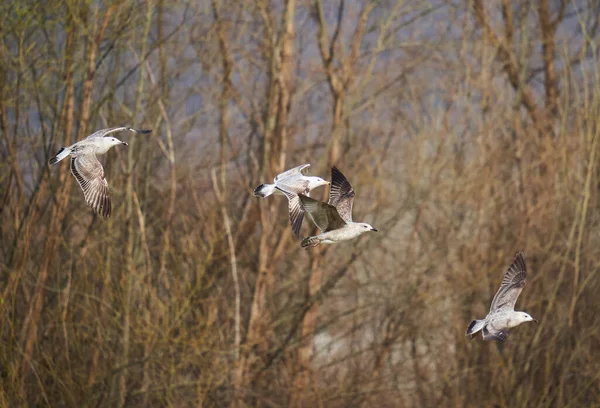 Flock Juvenile Seagulls Flight Early Spring — Stock Photo, Image