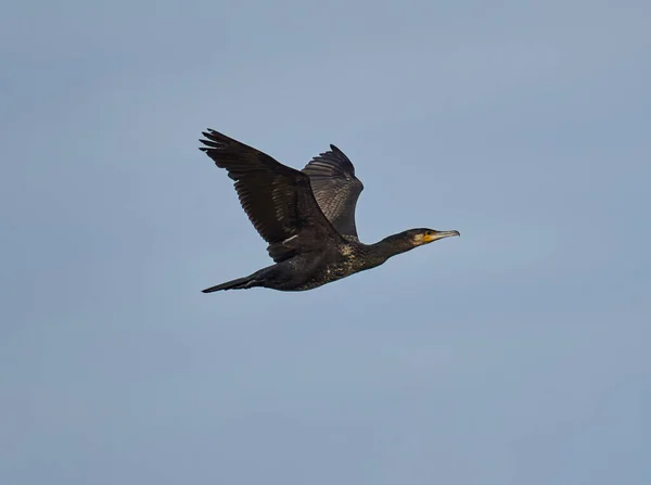 Great Cormorant Phalacrocorax Carbo Letu Proti Modré Obloze — Stock fotografie