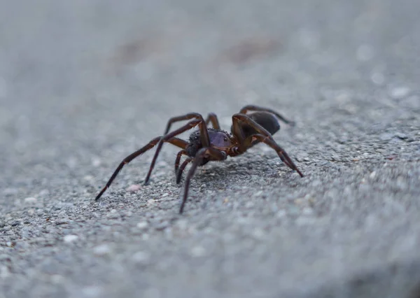 一个巨大的交叉蜘蛛的极大值 — 图库照片