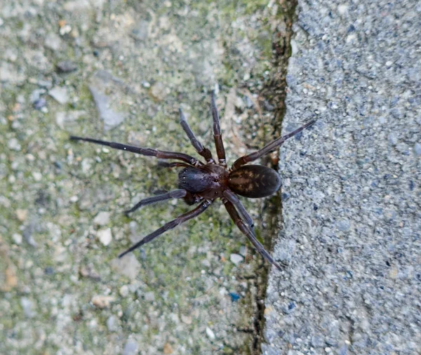 Extreme Macro Big Cross Spider — Stock Photo, Image