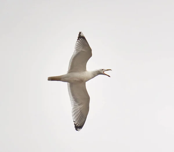 海鸥在空中滑翔 — 图库照片