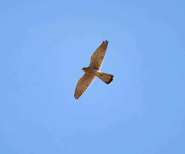 Běžný Kestrel Falco Tinnunculus Letu Proti Obloze — Stock fotografie