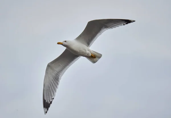 海鸥在空中滑翔 — 图库照片