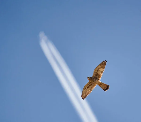 stock image Common kestrel, Falco tinnunculus, in flight against sky