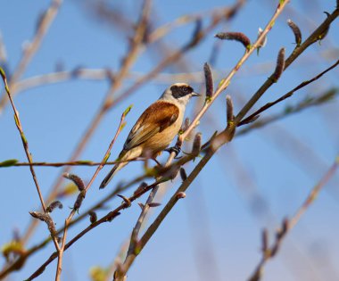 Penduline tit (Remiz pendulinus) building his nest in a tree