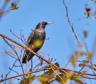 Starling, Sturnus vulgaris, baharda çalılara tünemiş.