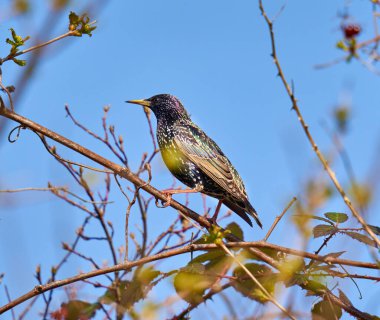 Starling, Sturnus vulgaris, baharda çalılara tünemiş.