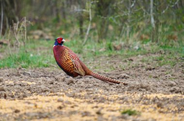 Orman zemininde renkli erkek sülün (Phasianus colchicus)