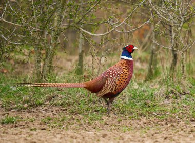 Orman zemininde renkli erkek sülün (Phasianus colchicus)